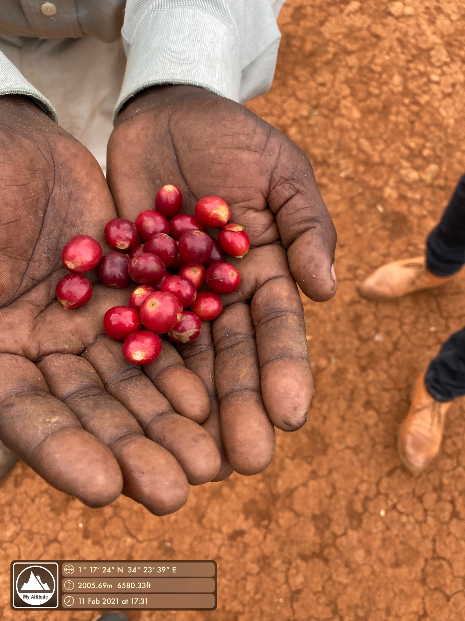 Coffee harvest