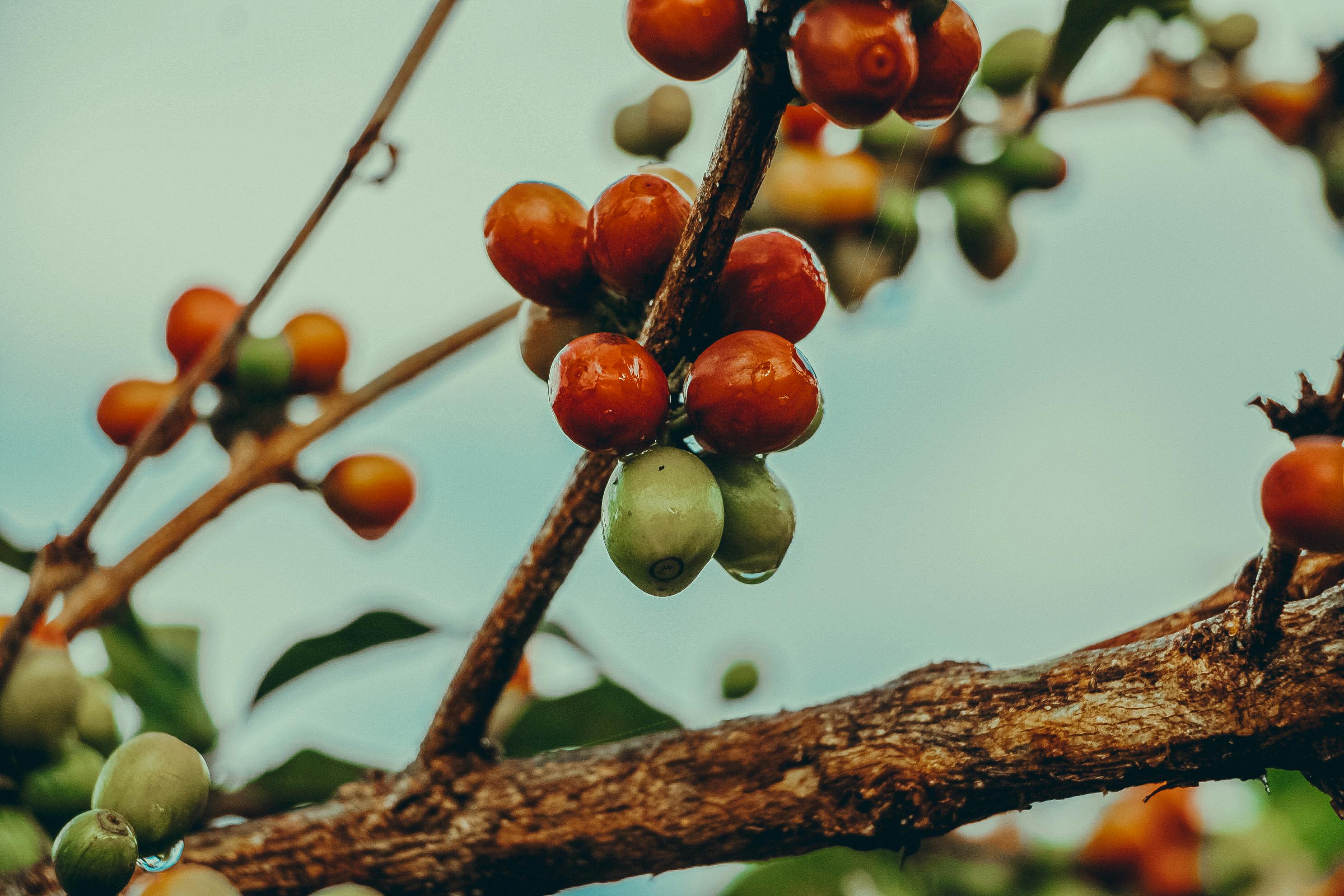 Coffee plantation